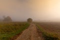 Panoramic autumnal foggy countryside with golden foliage ,trees, meadow and a path fork