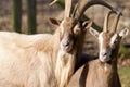 Portrait of couple of two lovely goats watching in the same direction, taken in bright sunshine Royalty Free Stock Photo