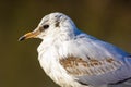 Color portrait of a single isolated sea gull on brown background Royalty Free Stock Photo