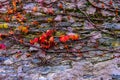 Foliage autumn image of red and green wild vine virginia creeper leaves on an old stone wall Royalty Free Stock Photo