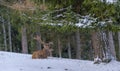 Single red deer / elk with large antlers relaxing on a snow field under a tree Royalty Free Stock Photo