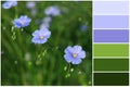 Color palette and many beautiful blooming flax plants in meadow. Collage Royalty Free Stock Photo