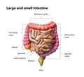 Color parts Large and small Intestine isolated on white. Human digestive system anatomy. Gastrointestinal tract. 3d illustration