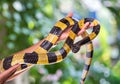 Banded krait snake (Bungarus fasciatus).