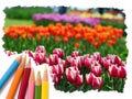 Color pencil drawing tulip flowers Royalty Free Stock Photo