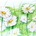 Color pencil handdrawing of small white garden flower with yellow flower core thin sheets in flowerbed. chamomile