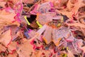 Color pencil shaves background. Colorful pencil shavings in close-up. Pencils shavings wallpaper Royalty Free Stock Photo