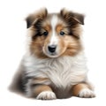 Color pencil sketch of a Shetland Sheepdog. Ai-generated.