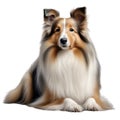 Color pencil sketch of a Shetland Sheepdog. Ai-generated.