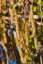 Color photo of birch catkins