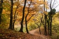 Forest trail in autumn Royalty Free Stock Photo