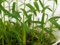 FRESH WATERCRESS SPROUT GROWING IN WHITE BOWL