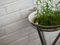 FRESH WATERCRESS SPROUT GROWING IN WHITE BOWL