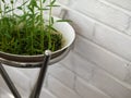 FRESH WATERCRESS SPROUT GROWING IN WHITE BOWL