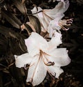 Color photo, a large white lily flower with a pink tint close up against a natural dark background on a sunny summer day. Royalty Free Stock Photo