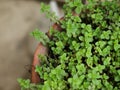 MENTHA ARVENSIS CORN MINT, FIELD MINT OF WILD MINT Royalty Free Stock Photo