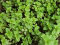 MENTHA ARVENSIS CORN MINT, FIELD MINT OF WILD MINT