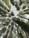 Color photo pointing up to a wild pine forest, trees wrapped in green vines, sunny summer day.