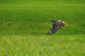 Red tailed hawk flying close to ground