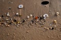 Colorful sea shells on the golden sand of the beach in Saudi Arabia Royalty Free Stock Photo