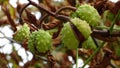 Chestnuts suspended from their stalk in the tree. Royalty Free Stock Photo