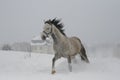 Color photo of shades of gray The horse has closed eyes on the canter