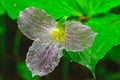 Ghost Trillium Trillium grandiflorum, Ontario, Canada