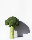A simple cabbage can appear as a towering tree. Royalty Free Stock Photo