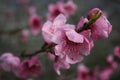 Graceful peach blossom