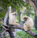 Color Photograph of Two Monkeys sitting on a tree in a zoo Royalty Free Stock Photo