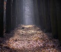 Color photography of autumn alley