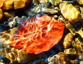 Color photography of autumn beech leaf under water