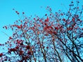 Color photography of autumn berries