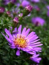 Color photography of autumn chrysanthemum Royalty Free Stock Photo