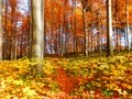 Color photography of autumn forest