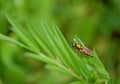 Photography of Chloromyia formosa fly