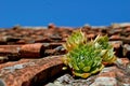 Photography of common houseleek Sempervivum tectorum Royalty Free Stock Photo