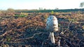 Photography of Coprinus comatus, the shaggy ink cap, lawyer`s wig, or shaggy mane