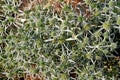 Photography of field eryngo Eryngium campestre texture