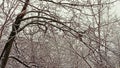 Frozen branches of trees in winter forest in Serbia Royalty Free Stock Photo