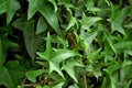 Photography of Hedera helix Sagittifolia Royalty Free Stock Photo