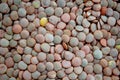 Photography of The lentil, Lens culinaris or Lens esculenta Royalty Free Stock Photo