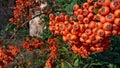 Photography of a orange narrowleaf firethorn Pyracantha angustifolia Royalty Free Stock Photo