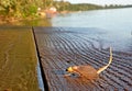 Palingenia longicauda or Tisza mayfly