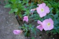 Photography of pinkladies flowers Oenothera speciosa Royalty Free Stock Photo