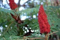 Photography of Rhus typhina, the staghorn sumac Royalty Free Stock Photo