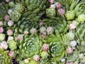 Color photography of sempervivum plants