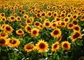 Color photography of sun flowers