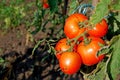 Photography of tomato fruit of theplant Solanum lycopersicum
