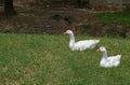 Photography of white Emden or Embden domestic geese